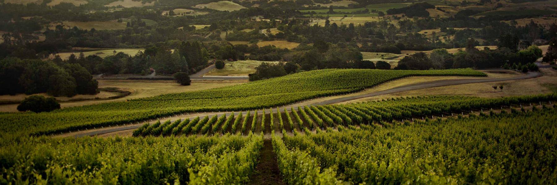 Cenyth vineyards, Sonoma County, California